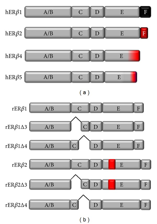 Estrogen signaling and the aging brain: context-dependent considerations for postmenopausal hormone therapy.