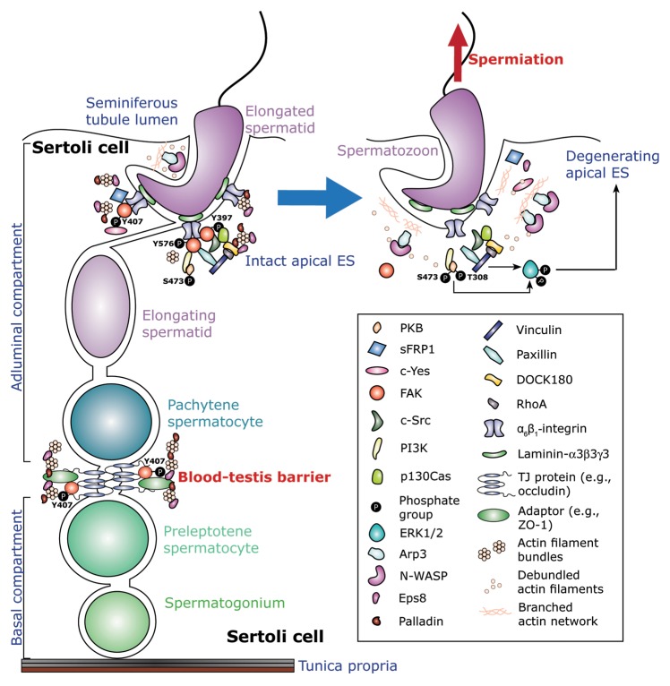 Focal adhesion kinase is a regulator of F-actin dynamics: New insights from studies in the testis.