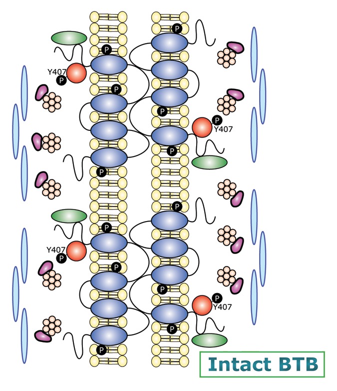 Focal adhesion kinase is a regulator of F-actin dynamics: New insights from studies in the testis.