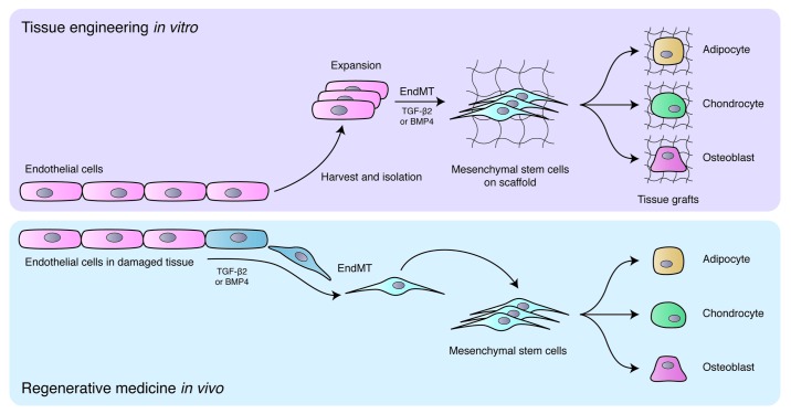 Vascular endothelium as a novel source of stem cells for bioengineering.