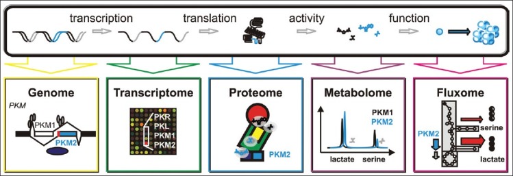 Cancer metabolism meets systems biology: Pyruvate kinase isoform PKM2 is a metabolic master regulator.