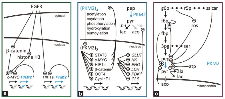 Cancer metabolism meets systems biology: Pyruvate kinase isoform PKM2 is a metabolic master regulator.