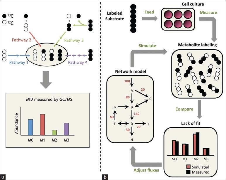 Mapping cancer cell metabolism with(13)C flux analysis: Recent progress and future challenges.