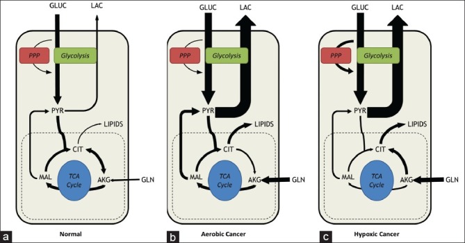 Mapping cancer cell metabolism with(13)C flux analysis: Recent progress and future challenges.