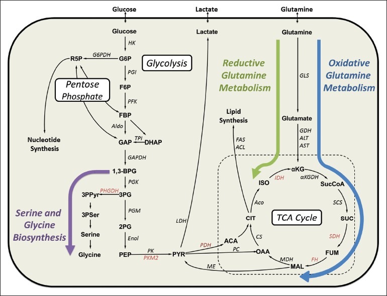 Mapping cancer cell metabolism with(13)C flux analysis: Recent progress and future challenges.