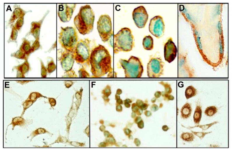Saporin Conjugated Monoclonal Antibody to the Transcobalamin Receptor TCblR/<i>CD</i>320 Is Effective in Targeting and Destroying Cancer Cells.