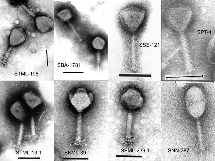 Bacteriophages lytic for <i><i>Salmonella</i></i> rapidly reduce <i><i>Salmonella</i></i> contamination on glass and stainless steel surfaces.