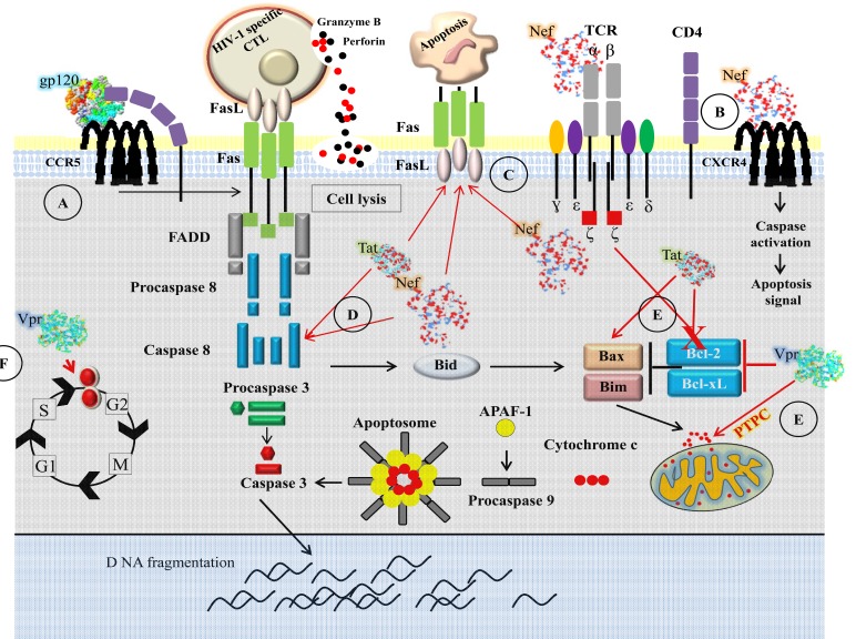 T-Cell Signaling in HIV-1 Infection.