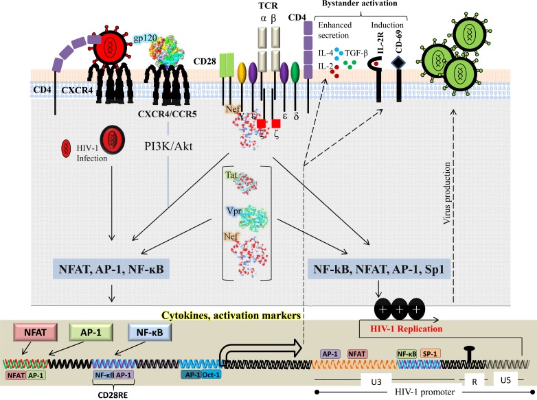 T-Cell Signaling in HIV-1 Infection.