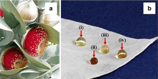 Green biosynthesis of gold nanometre scale plates using the leaf extracts from an indigenous Australian plant Eucalyptus macrocarpa