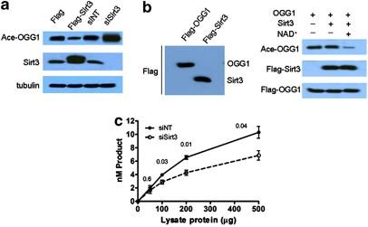 Interaction of Sirt3 with OGG1 contributes to repair of mitochondrial DNA and protects from apoptotic cell death under oxidative stress