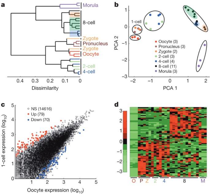 Genetic programs in human and mouse early embryos revealed by single-cell RNA sequencing
