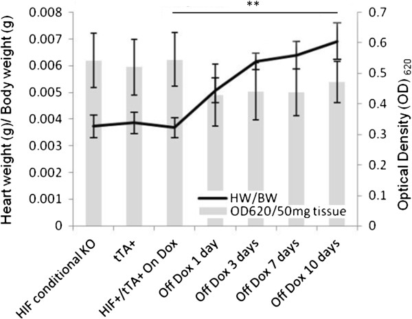 Cardiac angiogenesis directed by stable Hypoxia Inducible Factor-1.