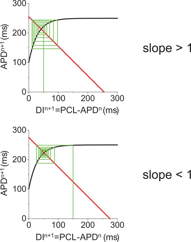 Cardiac electrophysiological dynamics from the cellular level to the organ level.