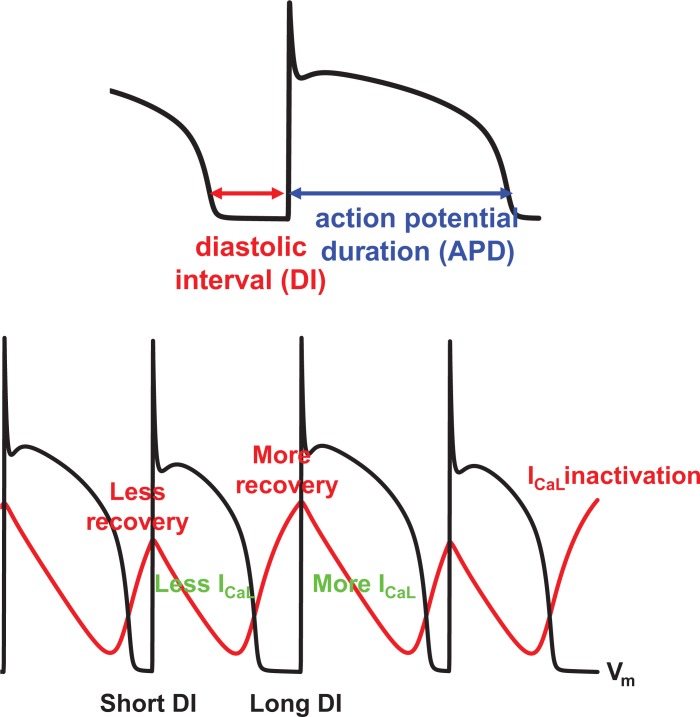 Cardiac electrophysiological dynamics from the cellular level to the organ level.