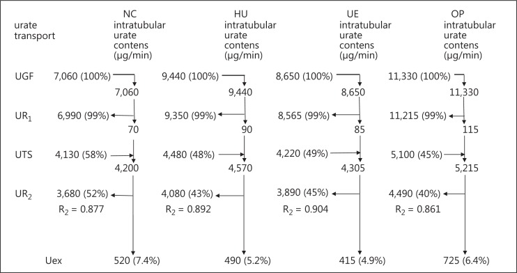 Variation of urate transport in the nephrons in subtypes of hyperuricemia.