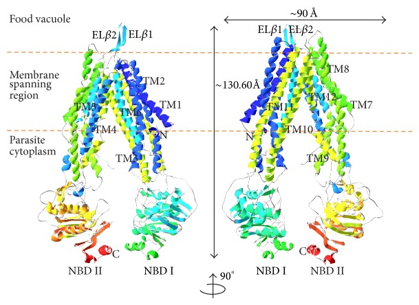 A Computational Approach towards the Understanding of Plasmodium falciparum Multidrug Resistance Protein 1.