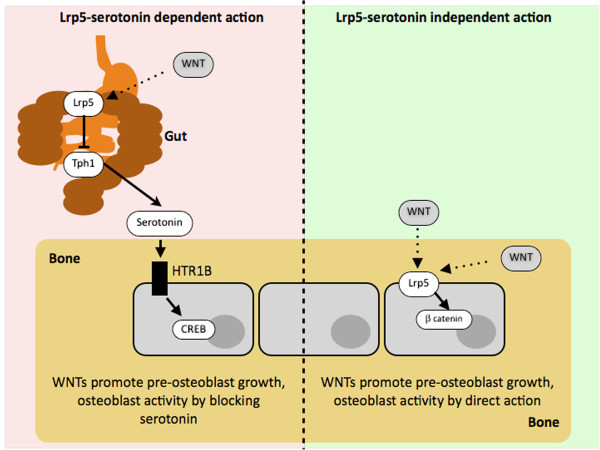 Serotonin: a novel bone mass controller may have implications for alveolar bone.