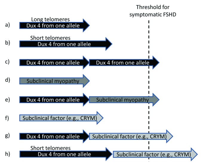 Facioscapulohumeral muscular dystrophy: Are telomeres the end of the story?