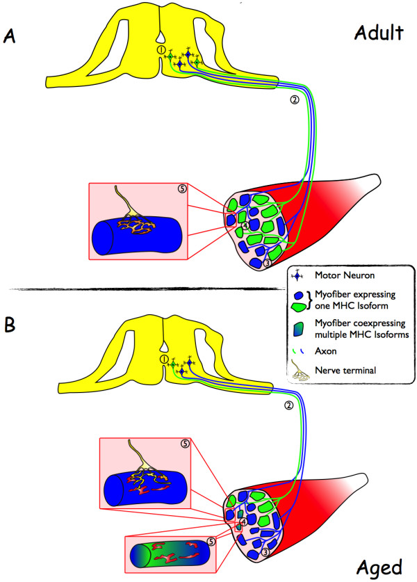 Role of peroxisome proliferator-activated receptor gamma coactivator 1-alpha (PGC-1α) in denervation-induced atrophy in aged muscle: facts and hypotheses.