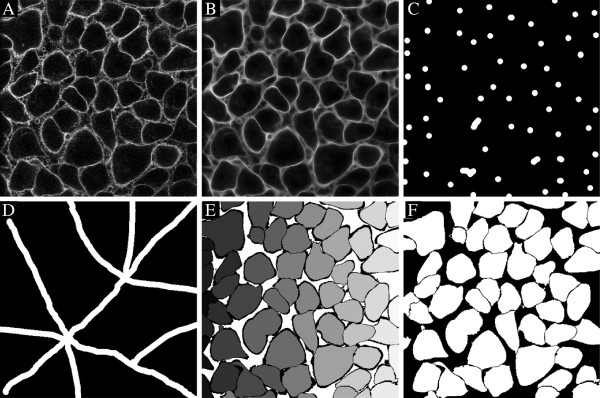 CellSegm - a MATLAB toolbox for high-throughput 3D cell segmentation.