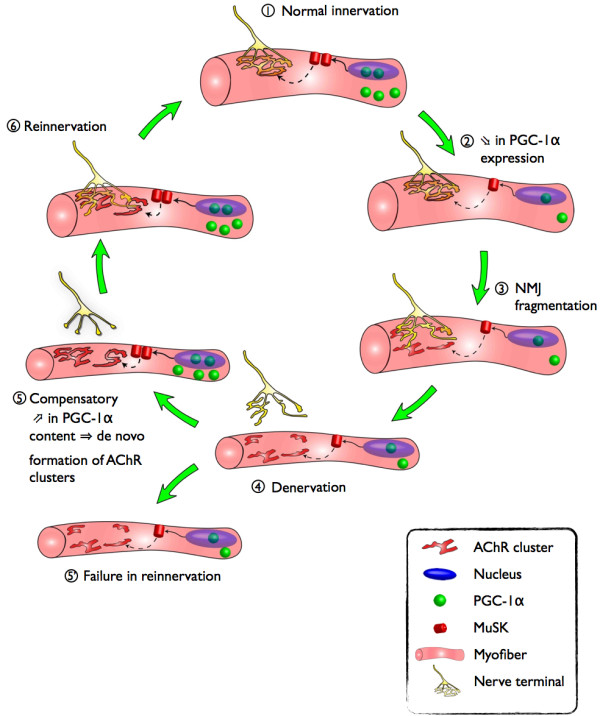 Role of peroxisome proliferator-activated receptor gamma coactivator 1-alpha (PGC-1α) in denervation-induced atrophy in aged muscle: facts and hypotheses.