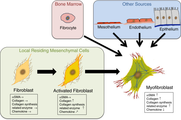 Direct isolation of myofibroblasts and fibroblasts from bleomycin-injured lungs reveals their functional similarities and differences.