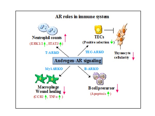 Androgen receptor (AR) pathophysiological roles in androgen-related diseases in skin, bone/muscle, metabolic syndrome and neuron/immune systems: lessons learned from mice lacking AR in specific cells.