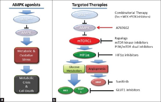 Unravelling the connection between metabolism and tumorigenesis through studies of the liver kinase B1 tumour suppressor.