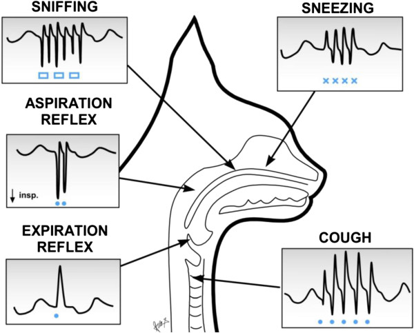 Resuscitation and auto resuscitation by airway reflexes in animals.