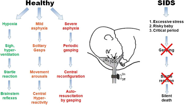 Resuscitation and auto resuscitation by airway reflexes in animals.