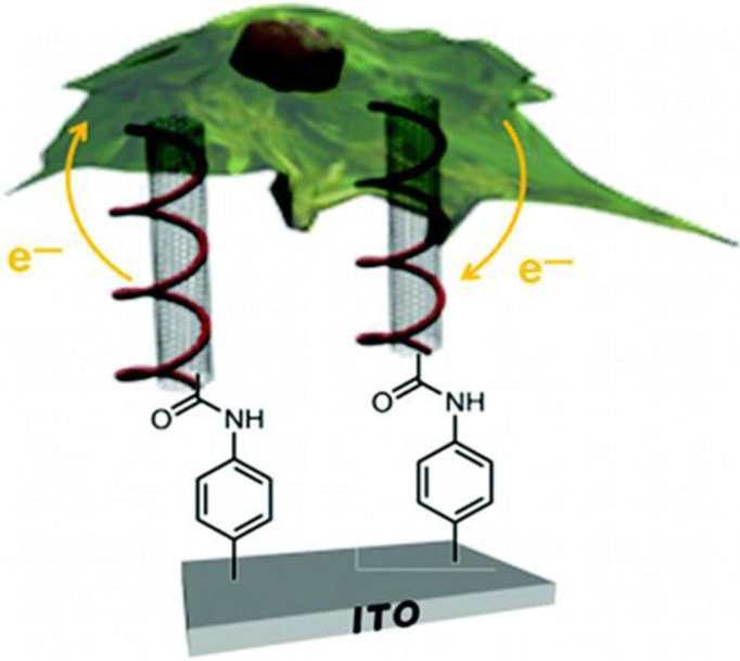 Intracellular 'wiring' for real-time cell communication.