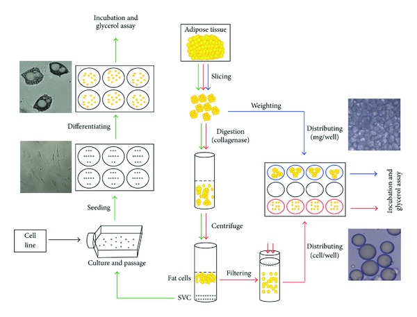 Comparison of in vitro and in situ methods for studying lipolysis.