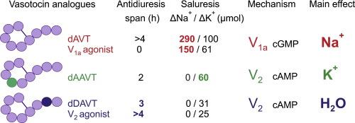 Vasotocin analogues with selective natriuretic, kaliuretic and antidiuretic effects in rats