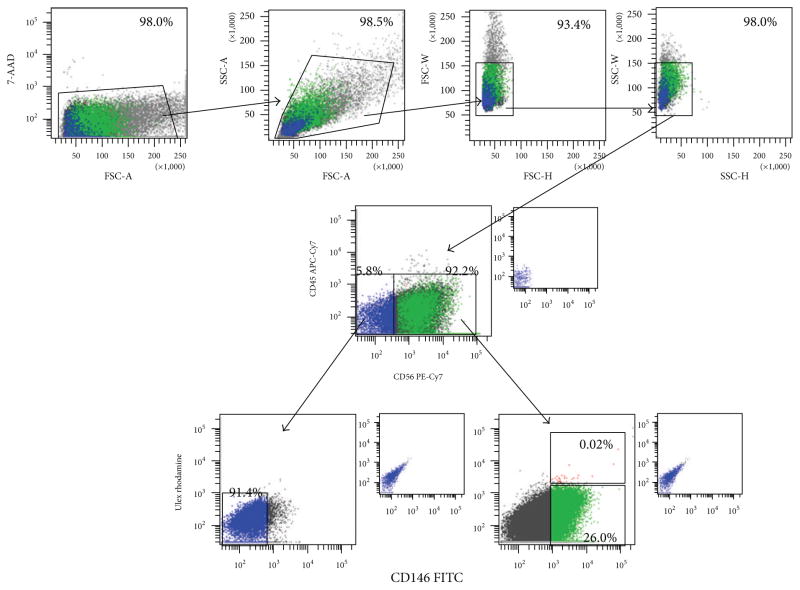 Engineered Human Muscle Tissue from Skeletal Muscle Derived Stem Cells and Induced Pluripotent Stem Cell Derived Cardiac Cells.