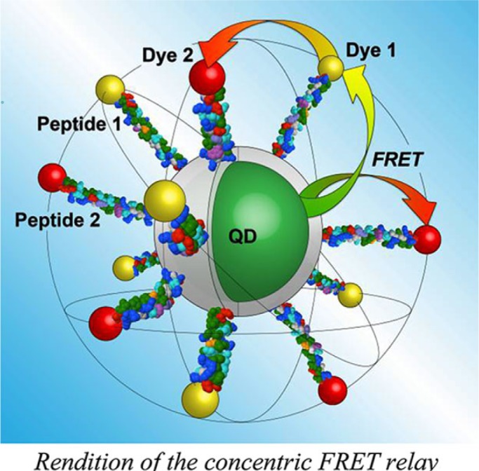 Concentric energy transfer with quantum dots for multiplexed biosensing.