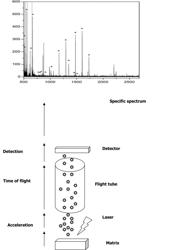 Application of maldi-tof mass spectrometry in clinical virology: a review.