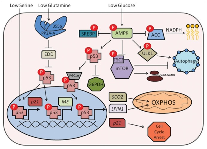 Dealing with hunger: Metabolic stress responses in tumors.