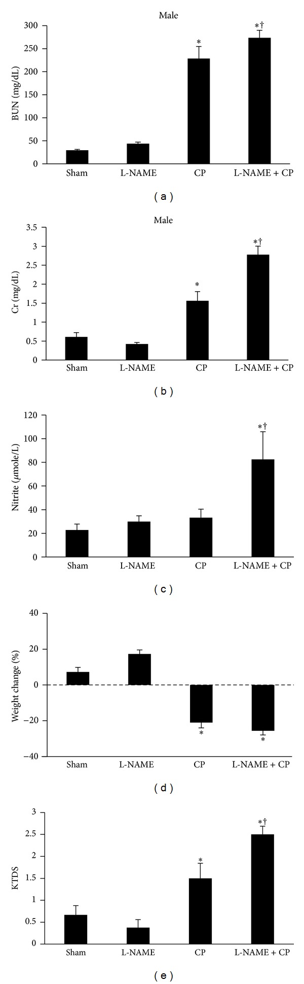 Inhibition of Nitric Oxide Synthase by L-NAME Promotes Cisplatin-Induced Nephrotoxicity in Male Rats.