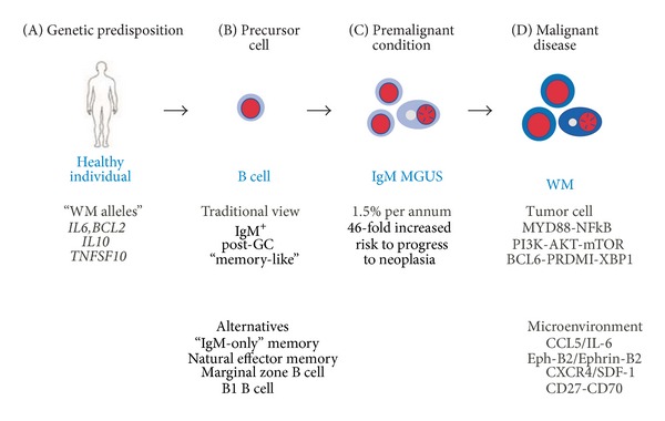 Waldenström macroglobulinemia: clinical and immunological aspects, natural history, cell of origin, and emerging mouse models.