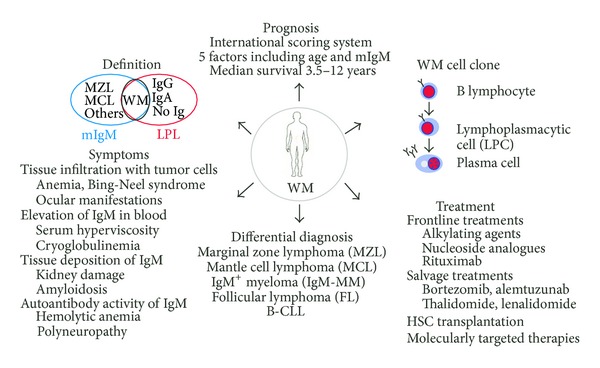 Waldenström macroglobulinemia: clinical and immunological aspects, natural history, cell of origin, and emerging mouse models.