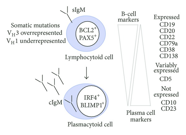 Waldenström macroglobulinemia: clinical and immunological aspects, natural history, cell of origin, and emerging mouse models.