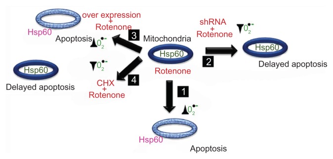 Hsp60 chaperonin acts as barrier to pharmacologically induced oxidative stress mediated apoptosis in tumor cells with differential stress response.