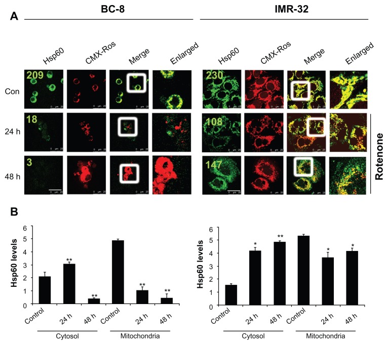 Hsp60 chaperonin acts as barrier to pharmacologically induced oxidative stress mediated apoptosis in tumor cells with differential stress response.