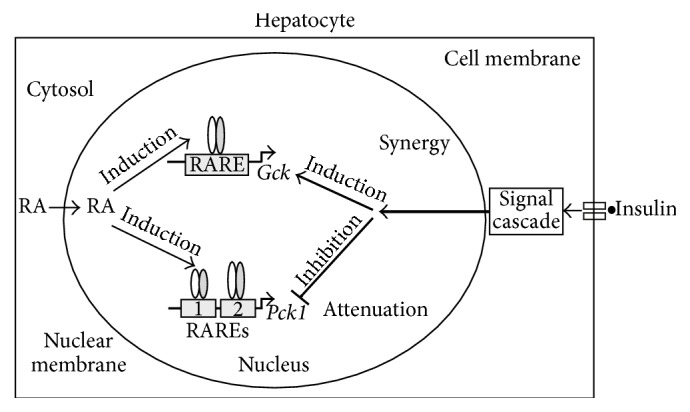 Roles of Vitamin A Metabolism in the Development of Hepatic Insulin Resistance.