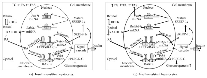 Roles of Vitamin A Metabolism in the Development of Hepatic Insulin Resistance.