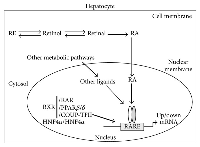 Roles of Vitamin A Metabolism in the Development of Hepatic Insulin Resistance.