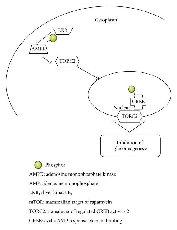 Risk of cancer in diabetes: the effect of metformin.