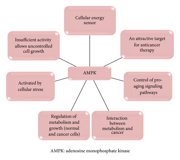 Risk of cancer in diabetes: the effect of metformin.