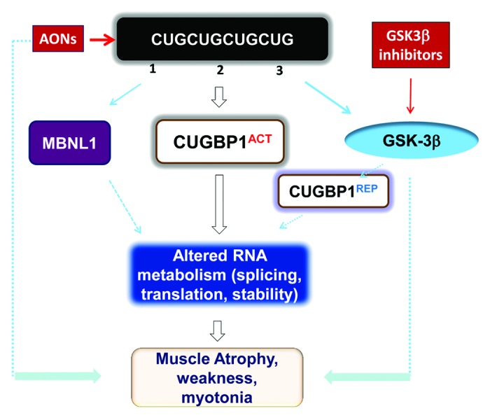 GSK3β is a new therapeutic target for myotonic dystrophy type 1.